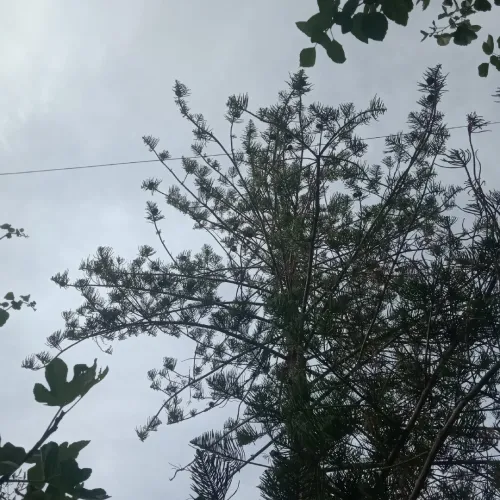 Arbres
