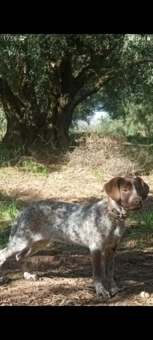Chien pointeur anglai et braque francais