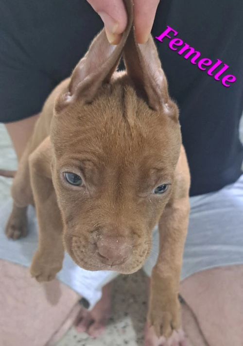Pitbull 
