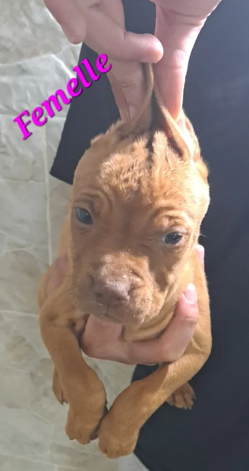 Pitbull 