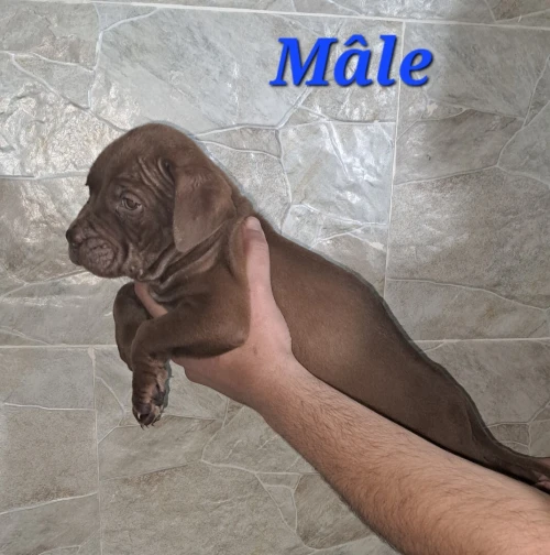 Pitbull 