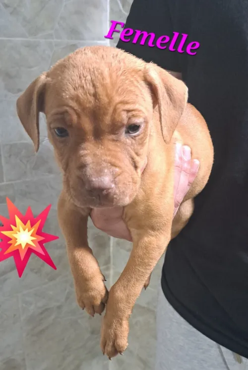 Pitbull 
