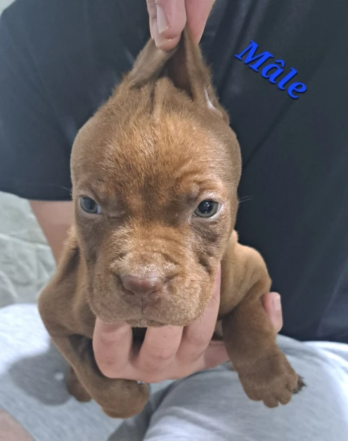 Pitbull 