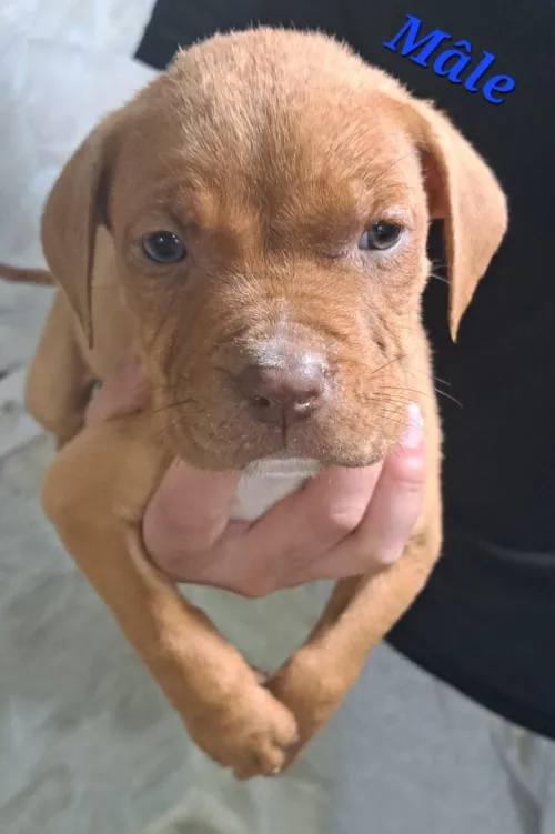 Pitbull 