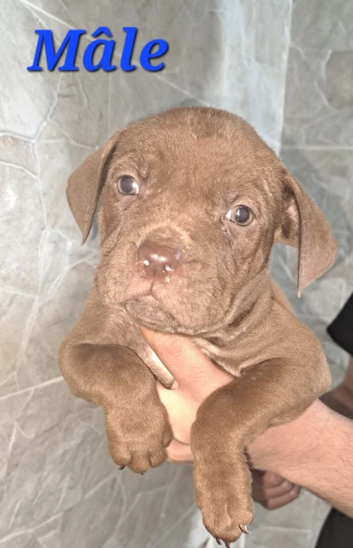 Pitbull 