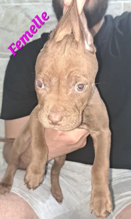 Pitbull 
