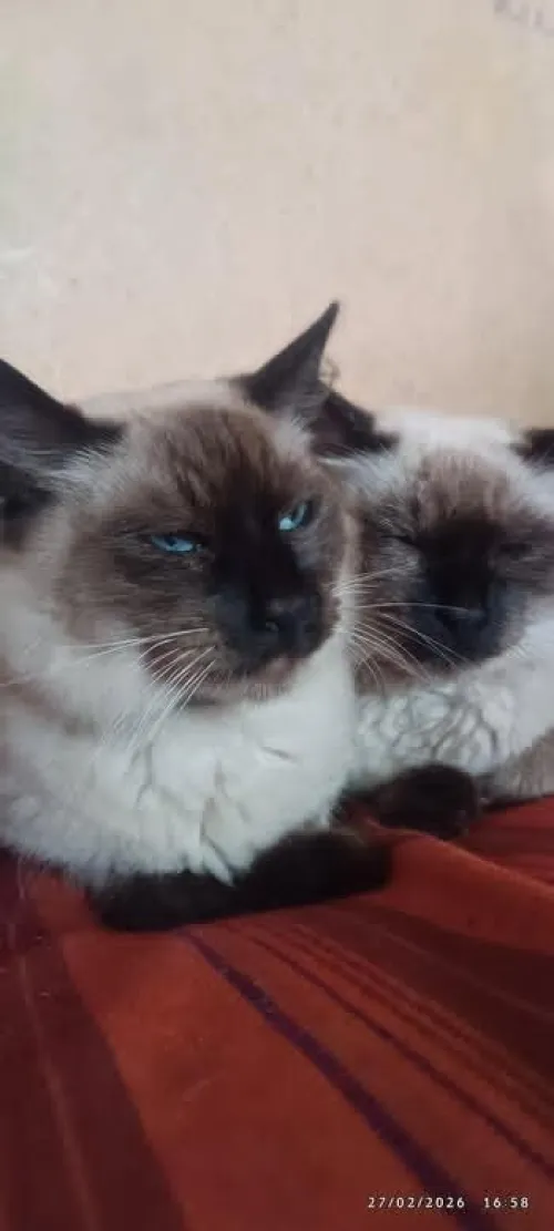 Siamois