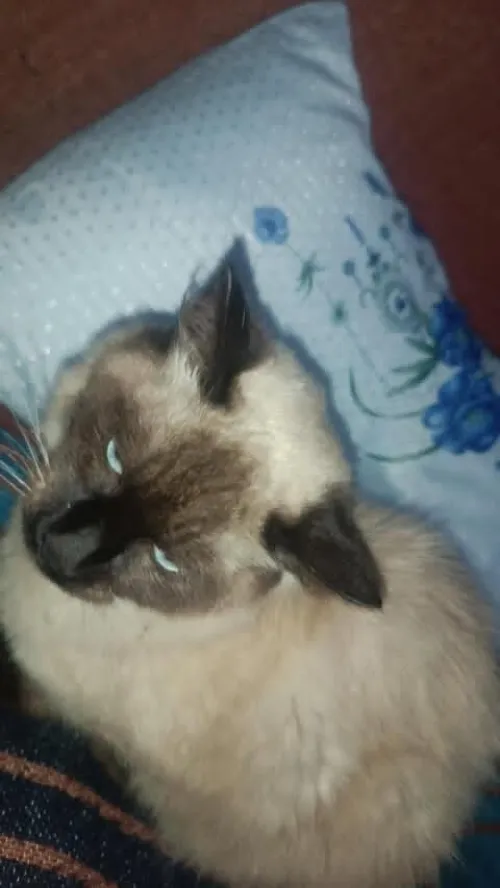 Siamois