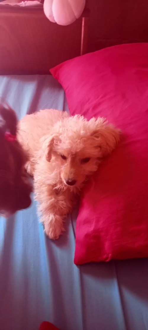 Petite caniche Bichone