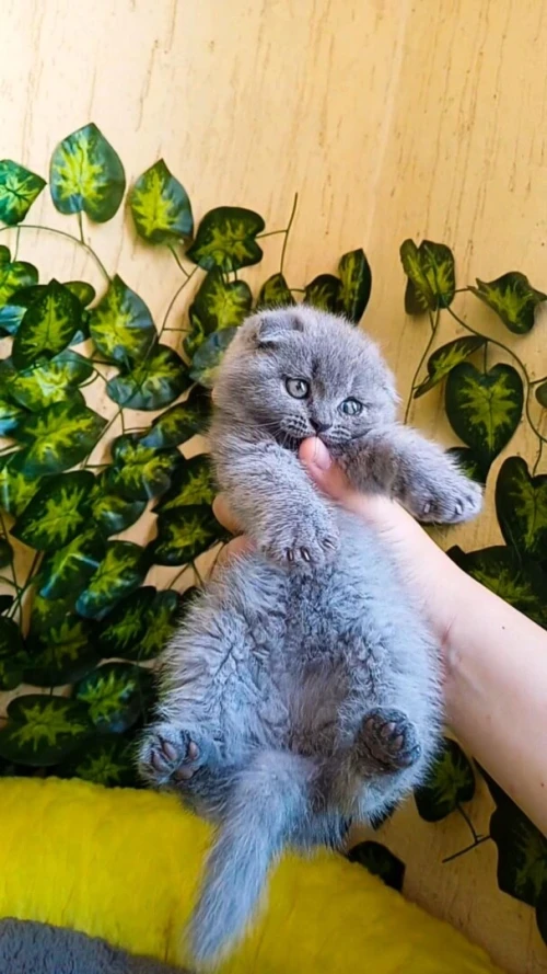 Chat persan Scottish fold British قط قطط