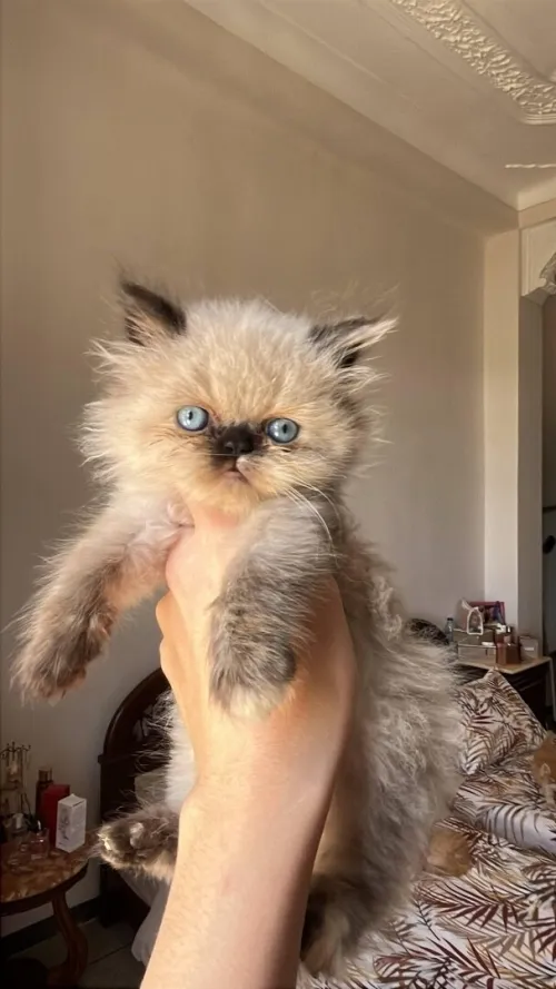 Chat persan Scottish fold British قط قطط