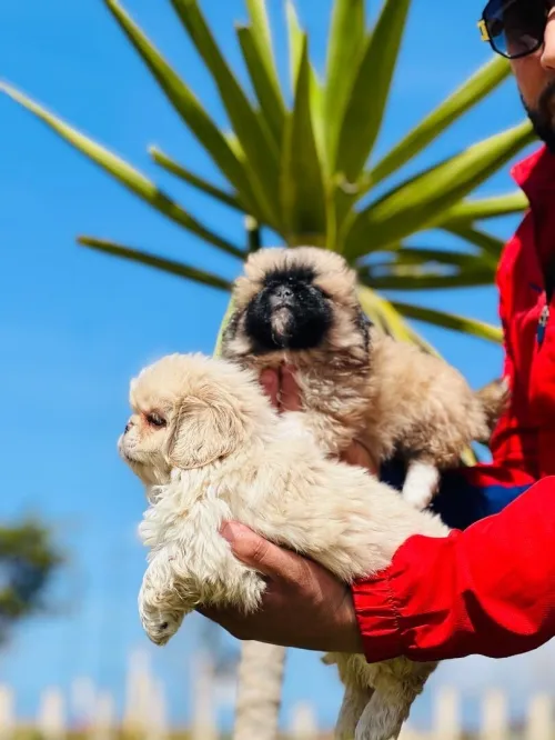  Chien caniche Pékinois بيكنوا 