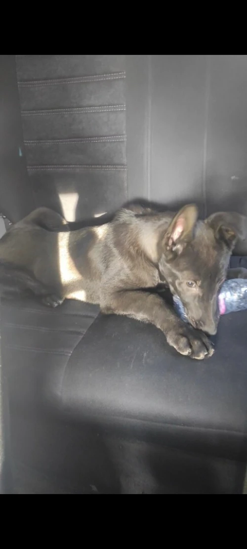 Malinois bleu mexicain