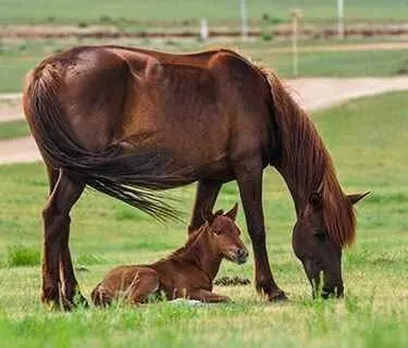 VITAMINE ZINC ET CUIVRE POUR CHEVAL 