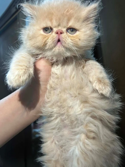 Femelle persan peke face
