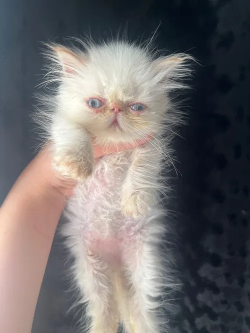Femelle persan peke face 