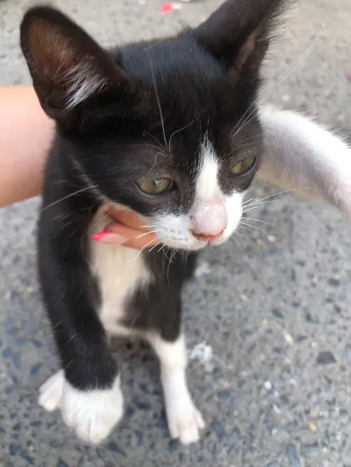 Chaton 