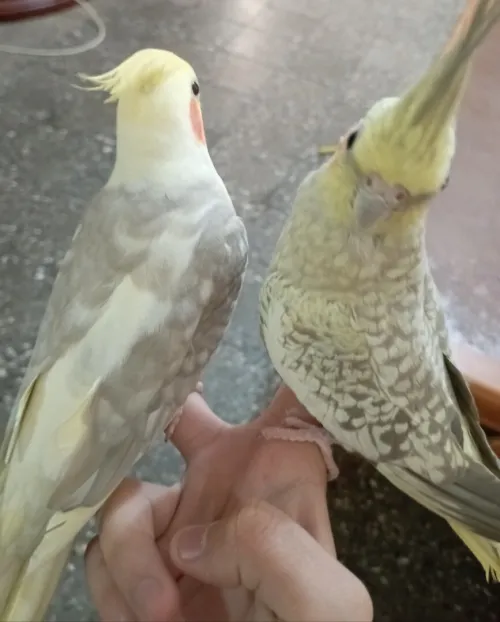 كوبلا كالوبسيت