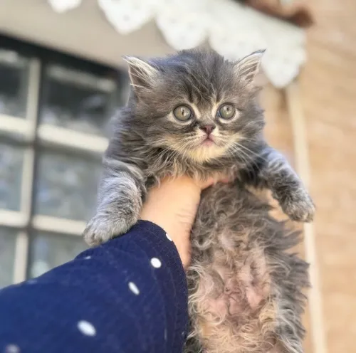 Chat persan pure race