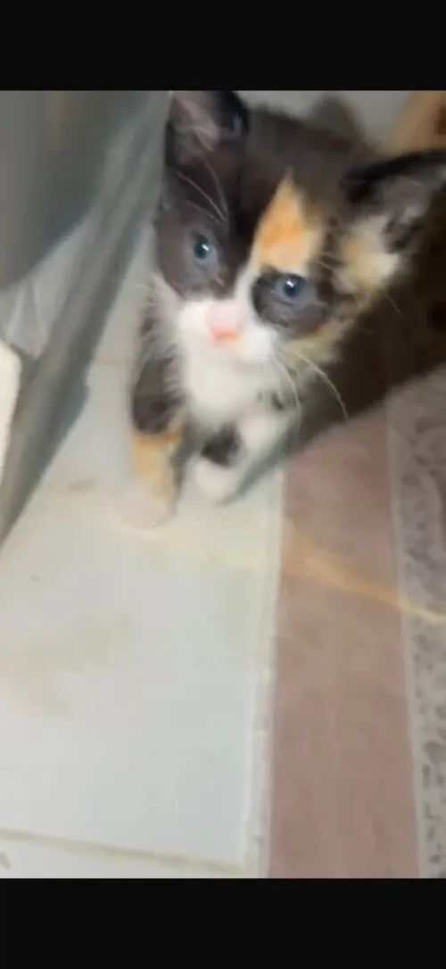 6 chatons a donner