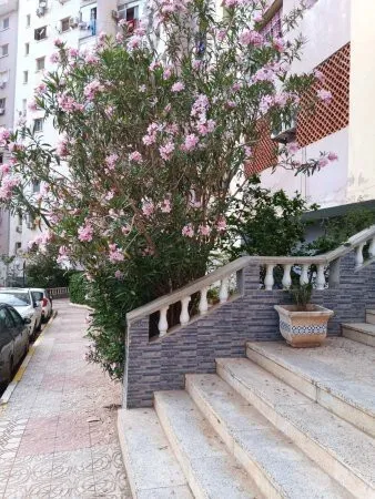 Location Appartement F4 Alger Ain benian