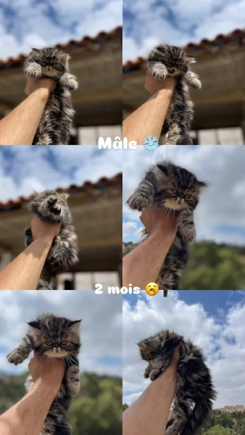 Chat persant bon prix