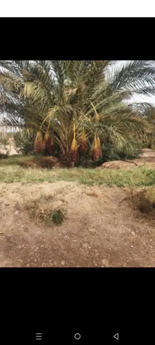 Vente Terrain Ouled Djellal Ouled Djellal