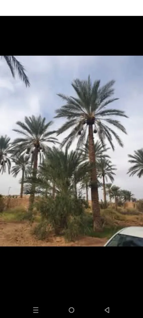 Vente Terrain Ouled Djellal Ouled Djellal