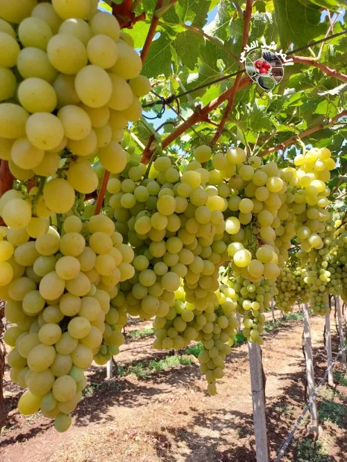 المرشد الفلاحي للدراسات و الاستشارات الفلاحية لولاية عين تموشنت