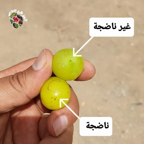 المرشد الفلاحي للدراسات و الاستشارات الفلاحية لولاية عين تموشنت