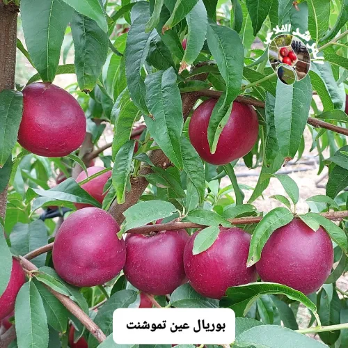 المرشد الفلاحي للدراسات و الاستشارات الفلاحية لولاية عين تموشنت