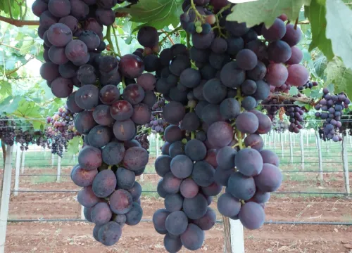 المرشد الفلاحي للدراسات و الاستشارات الفلاحية لولاية عين تموشنت