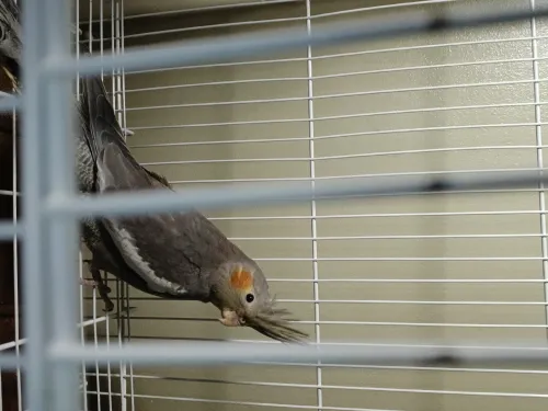 Femelle calopsitte très bonne santé