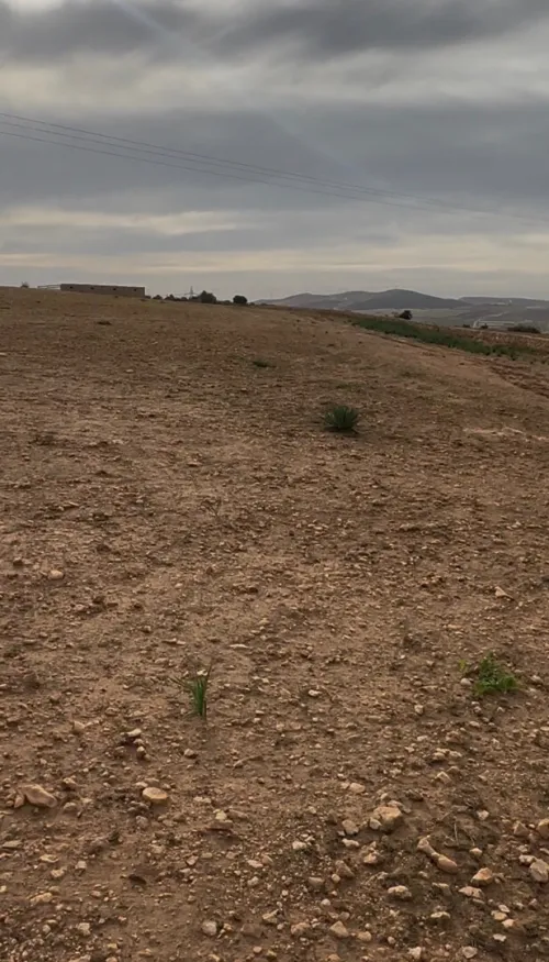 Vente Terrain Agricole Oran Boufatis