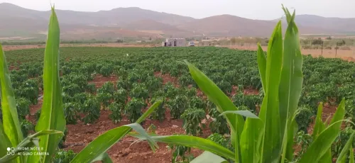Vente Terrain Agricole Tlemcen Beni semiel