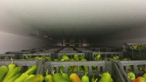 Trie et calibrage emballage et transport frigorifique des fruits et légumes