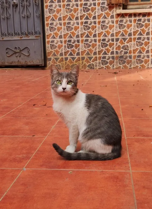 Chat Fumelle 5 Mois
