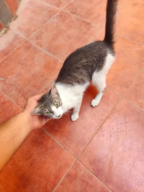 Chat Fumelle 5 Mois