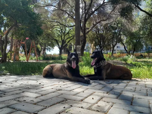 Chiot Malinois Pure Sang - 65 Jours - Excellent Mordeur