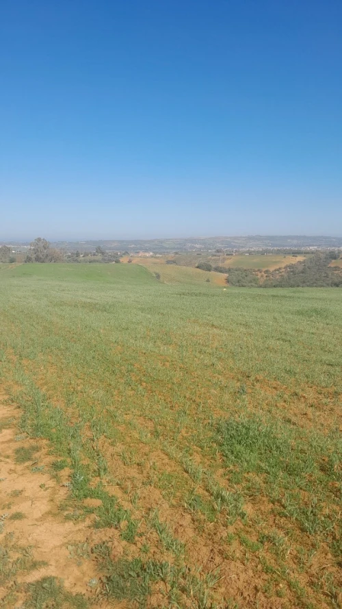 Vente Terrain Tipaza Meurad