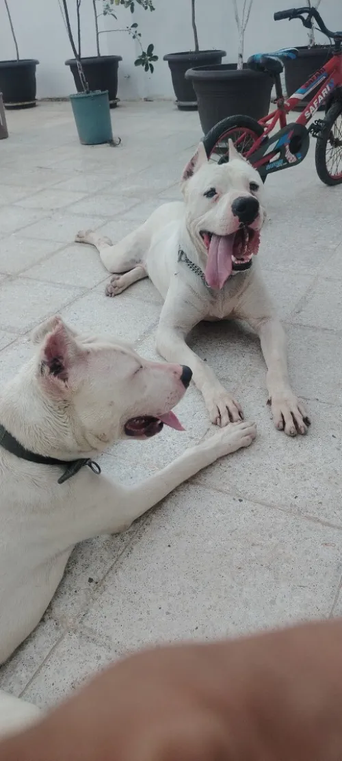 Dogue argentin