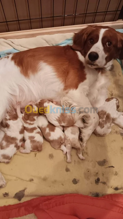 Épagneul bretonne chien de chasse