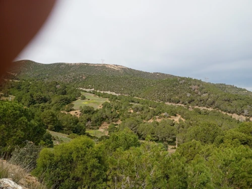 Vente Terrain Agricole Tipaza Cherchell