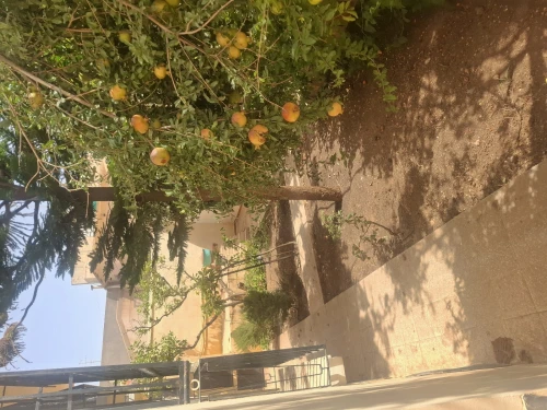 Location Villa Tlemcen Tlemcen