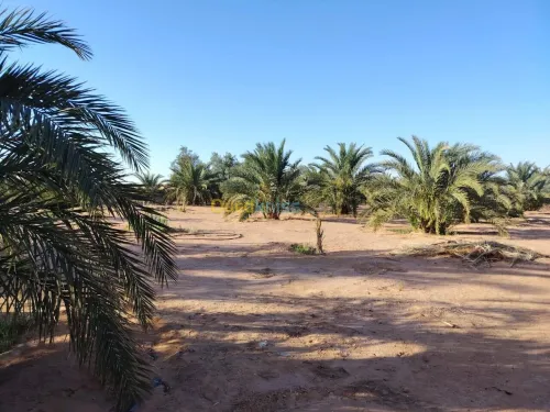 Vente Terrain Agricole Ouargla Hassi ben abdellah