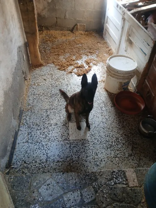 Femelle malinois avec papier et puce âge 3ans elle a fait deux porté w rahi wajda lel couplage 