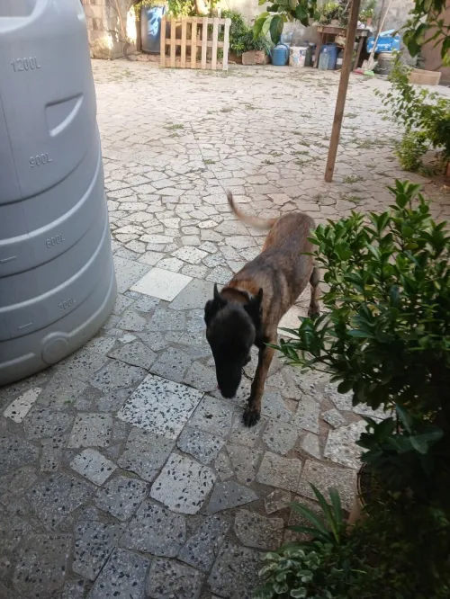 Mal malinois agressif age 2ans 
