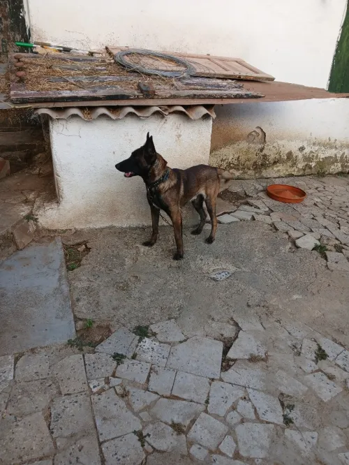 Mal malinois agressif age 2ans 