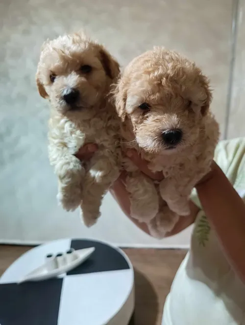 Caniche bichon frisé de Race pure 