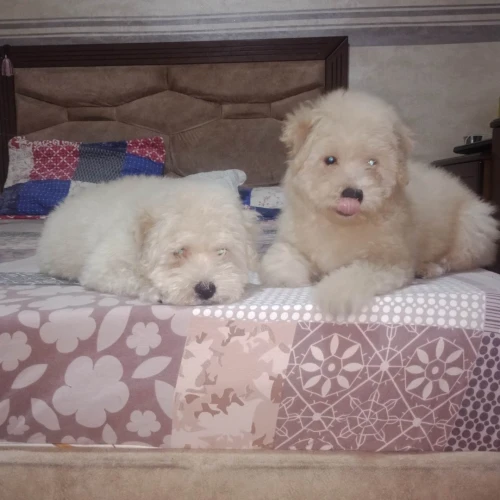 Caniche bichon frisé de race pure 
